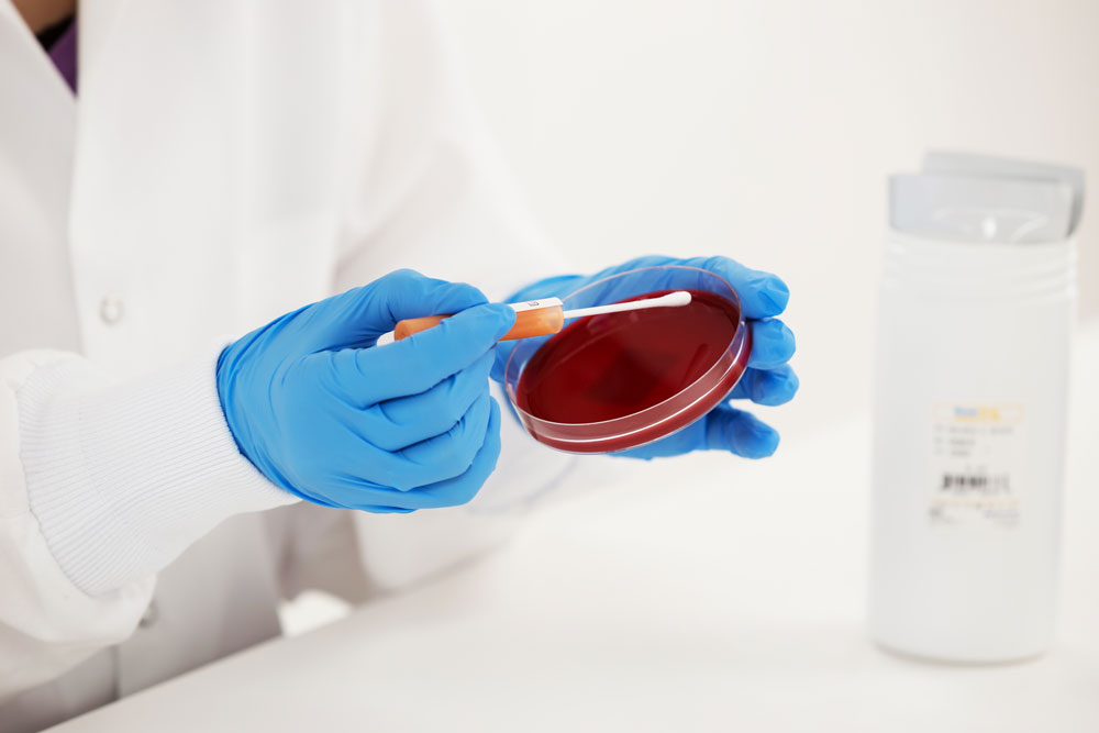 2015版藥典用菌ATCC-C3