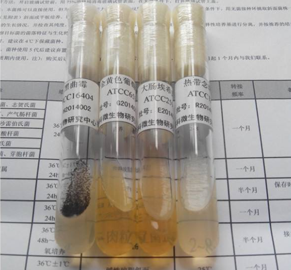 客戶在我司訂購ATCC菌株