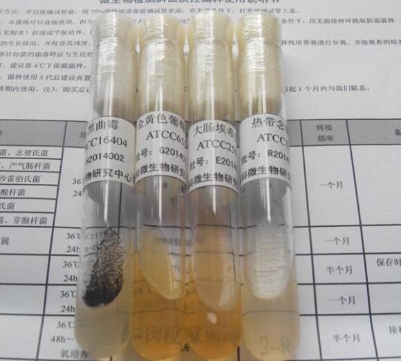 ATCC菌株發(fā)貨安徽客戶