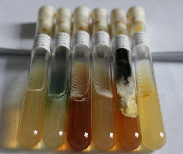 該實驗室一行人前來我們綠谷商貿(mào)公司參觀談采購ATCC菌株合作